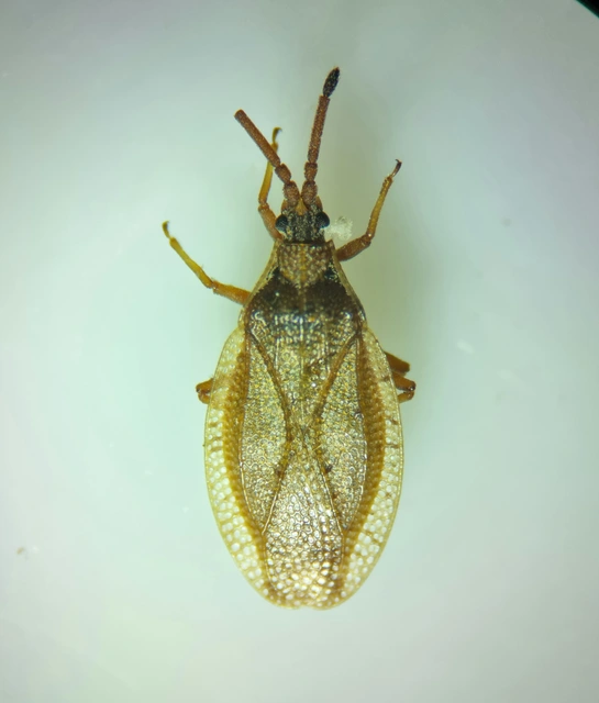 Catoplatus fabricii - vastagcsápú csipkéspoloska