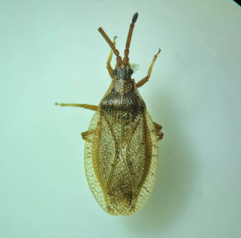Catoplatus fabricii - vastagcsápú csipkéspoloska