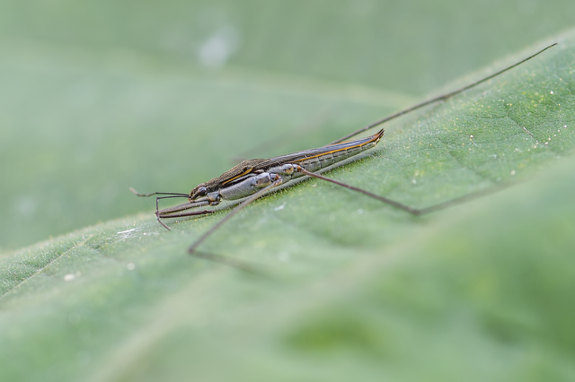 Gerridae - molnárpoloskák