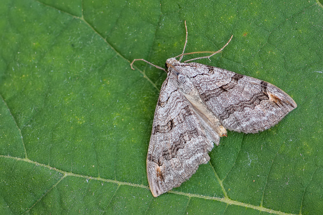 Aplocera efformata/plagiata
