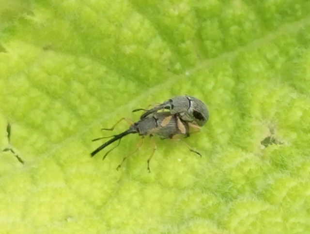 Rhopalapion longirostre - mályvarózsa-cickányormányos