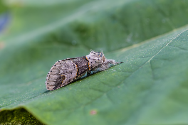 Furcula furcula - szürke púposszövő
