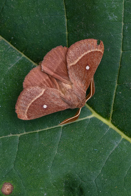 Lasiocampa trifolii - lóhereszövő