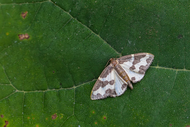 Lomaspilis marginata - szegélyes nyárfaaraszoló
