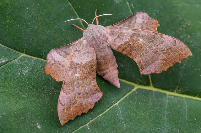 Laothoe populi - nyárfaszender