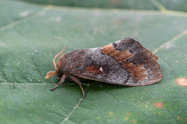 Dendrolimus pini - fenyőpohók
