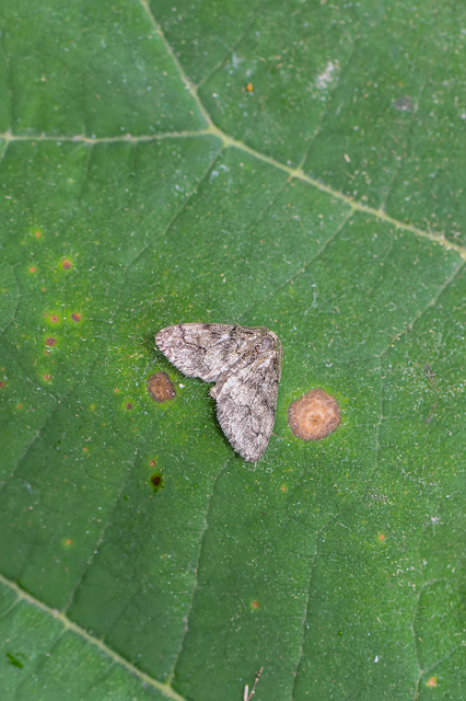 Tephronia sepiaria/Eumannia lepraria