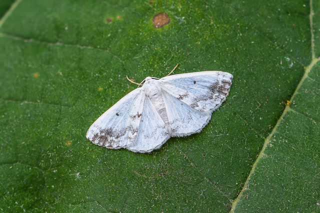 Lomographa temerata - foltos fehéraraszoló