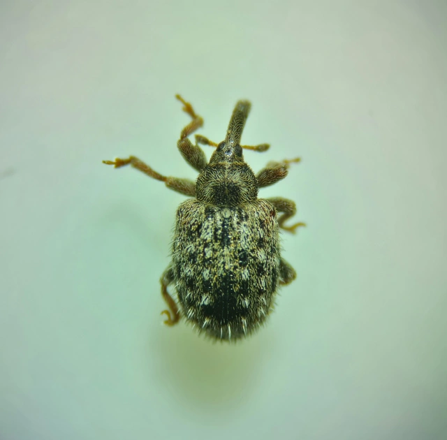 Cleopus solani - hosszúszőrű csucsorormányos