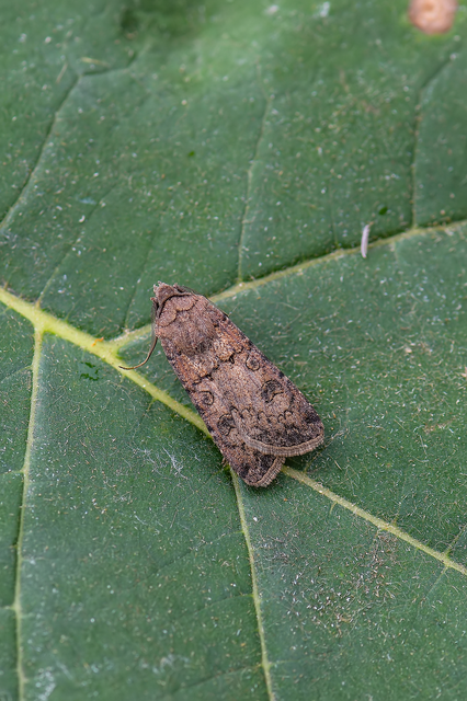 Agrotis segetum - vetési földibagoly