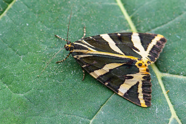 Euplagia quadripunctaria - csíkos medvelepke