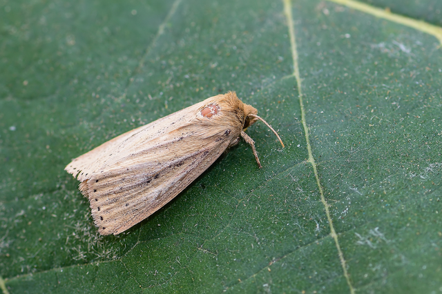 Globia sparganii - nagy nádibagoly