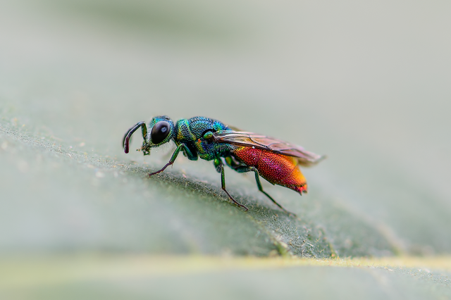 Chrysis