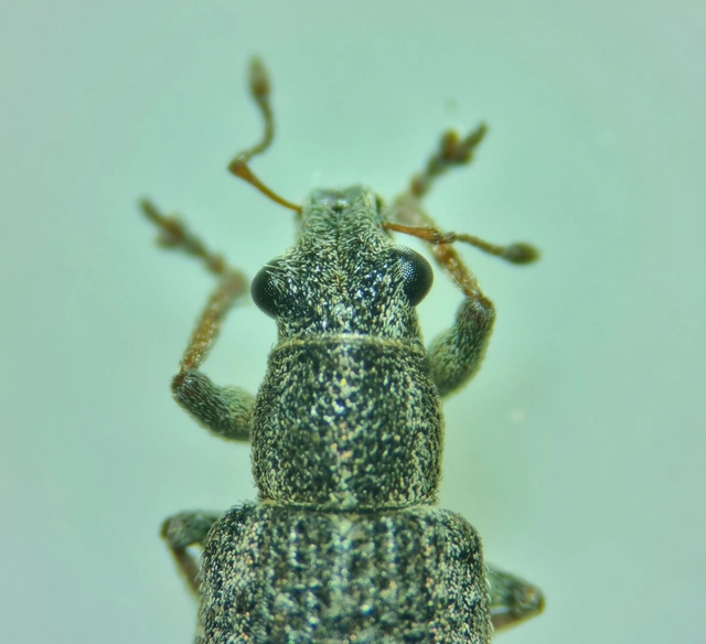 Sitona waterhousei - dülledtszemű csipkézőbogár