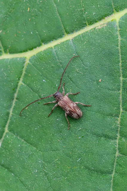 Exocentrus adspersus - tölgyfa-rőzsecincér