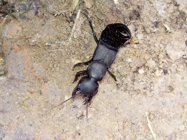 Ocypus