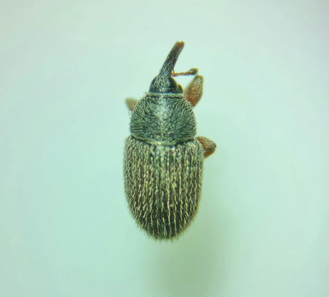 Mecinus pascuorum - közönséges útifűormányos