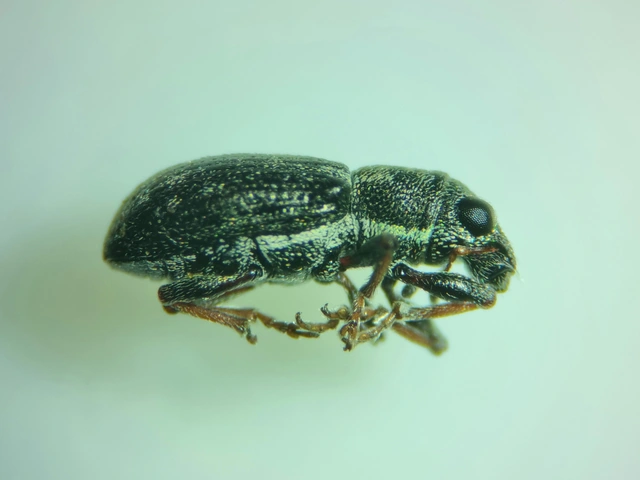 Sitona sulcifrons argutulus - szegélyes csipkézőbogár
