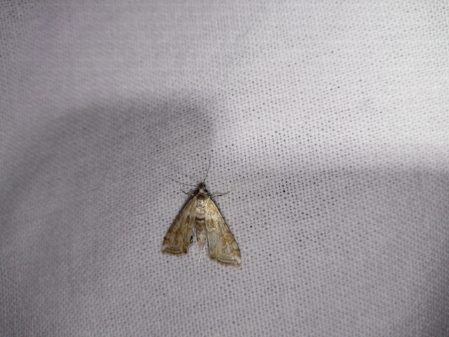Cataclysta lemnata - békalencsemoly