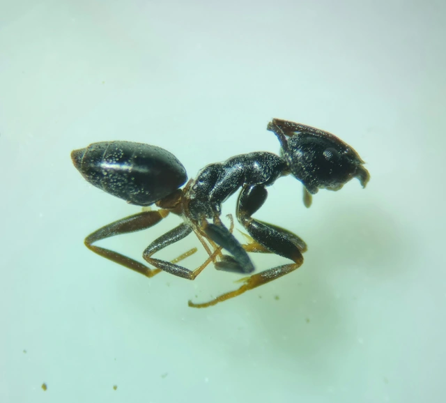 Tapinoma erraticum - kóborhangya