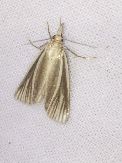 Crambus perlella - gyöngyházas fűgyökérmoly