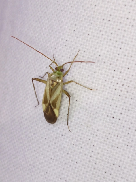 Adelphocoris lineolatus - lucernapoloska