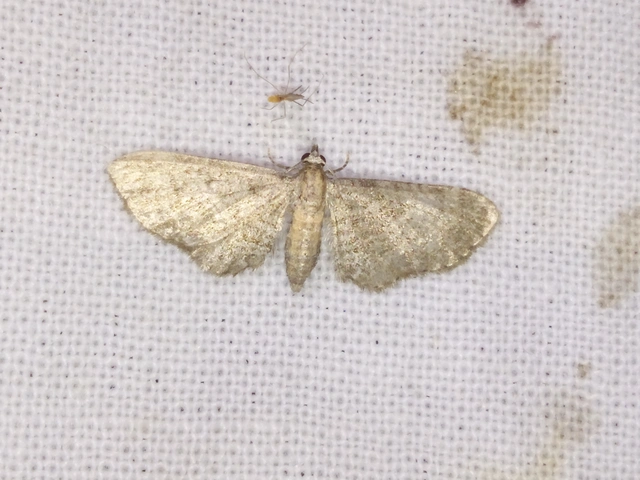 Eupithecia haworthiata - rozsdástestű törpearaszoló