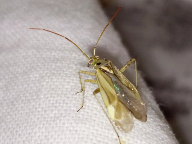 Adelphocoris lineolatus - lucernapoloska
