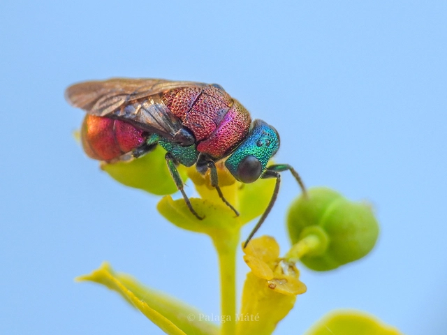 Holopyga