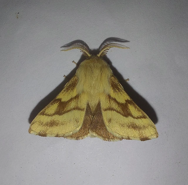 Malacosoma castrensis - kutyatejszövő