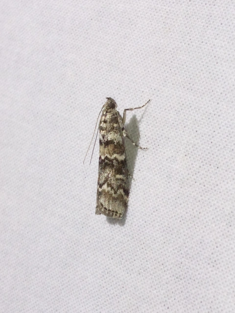 Dioryctria