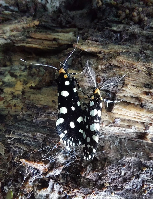 Euplocamus anthracinalis - fésűscsápú korhadékmoly