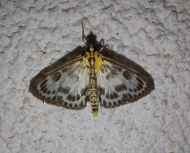 Anania hortulata - tarka csalánmoly
