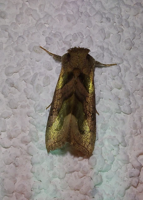 Diachrysia chrysitis - aranybagoly