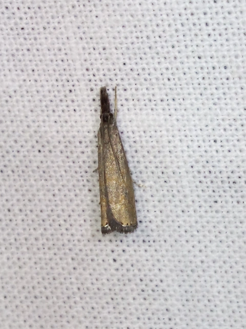 Platytes cerussella - törpe fűgyökérmoly