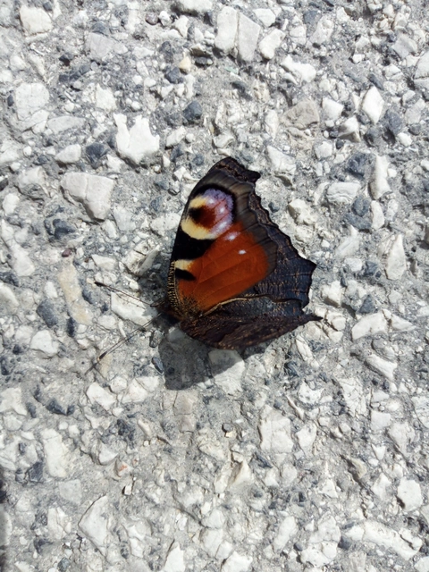 Nymphalis io - nappali pávaszem