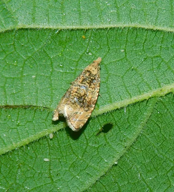 Celypha lacunana - vízparti tükrösmoly