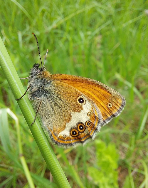 Coenonympha arcania - fehéröves szénalepke