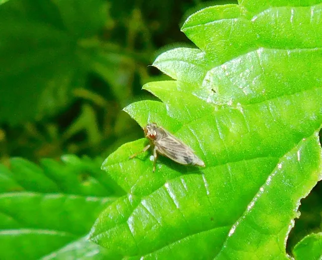 Evacanthus acuminatus