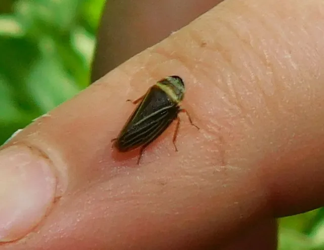 Aphrodes