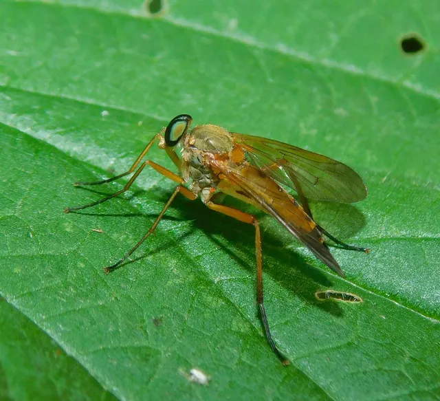 Rhagio