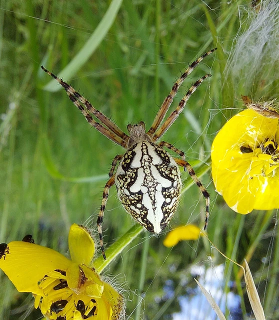 Aculepeira ceropegia - hegyi fehérsávos-keresztespók