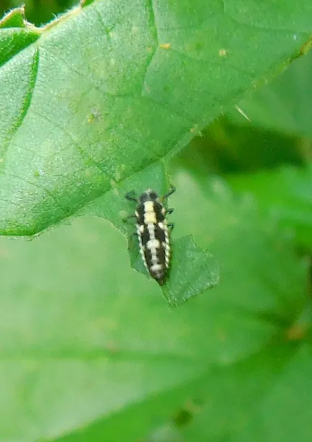 Propylea quatuordecimpunctata - tizennégypettyes füsskata