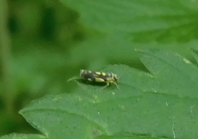Eupteryx