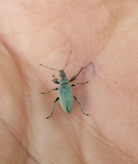 Phyllobius
