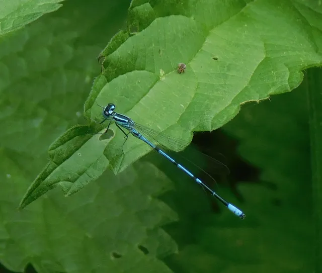 Coenagrion puella - azúrkék légivadász