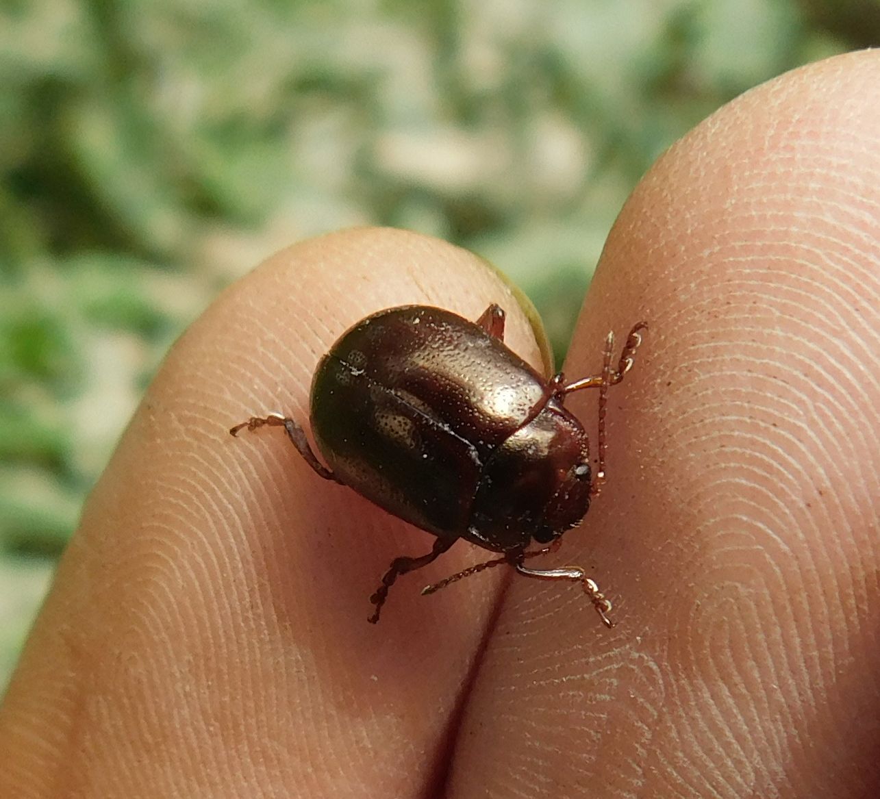 Chrysolina staphylaea - tavaszi levélbogár