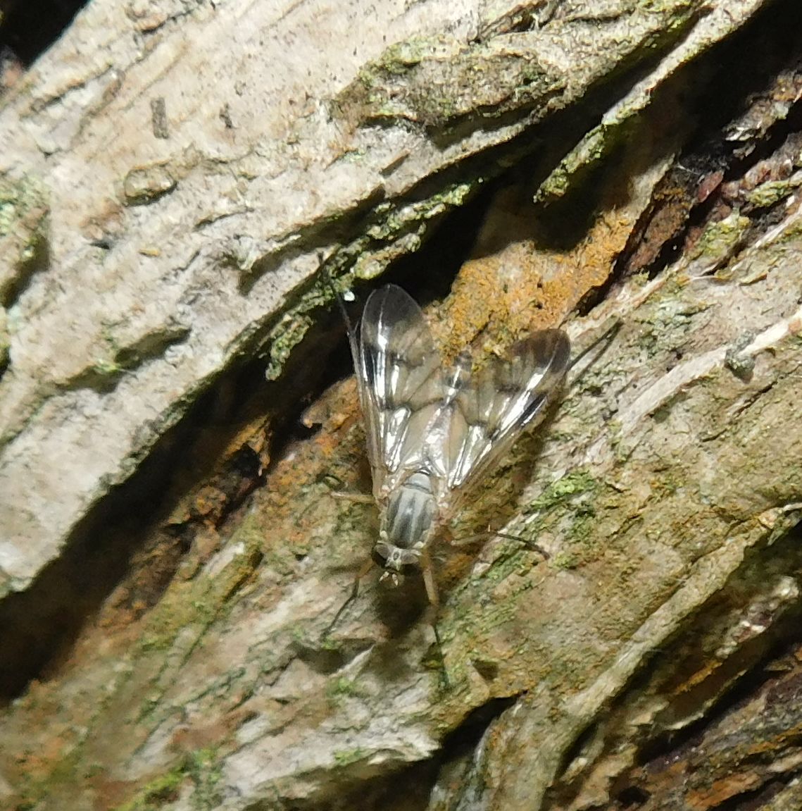 Rhagio