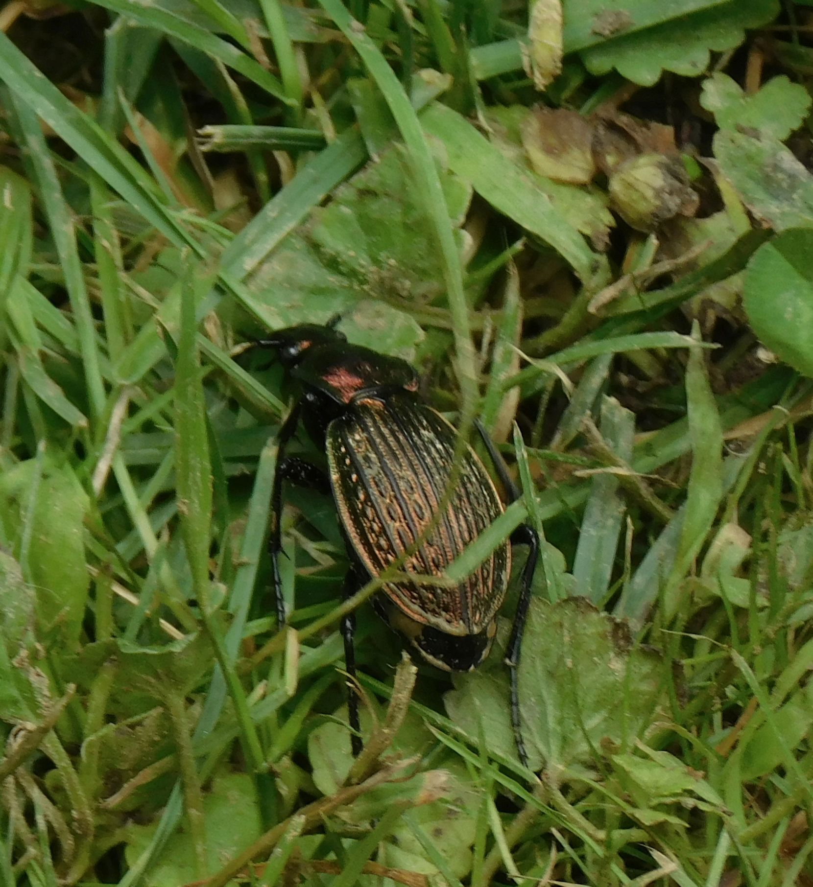 Carabus ulrichii - rezes futrinka Carabus ulrichii - rezes futrinka