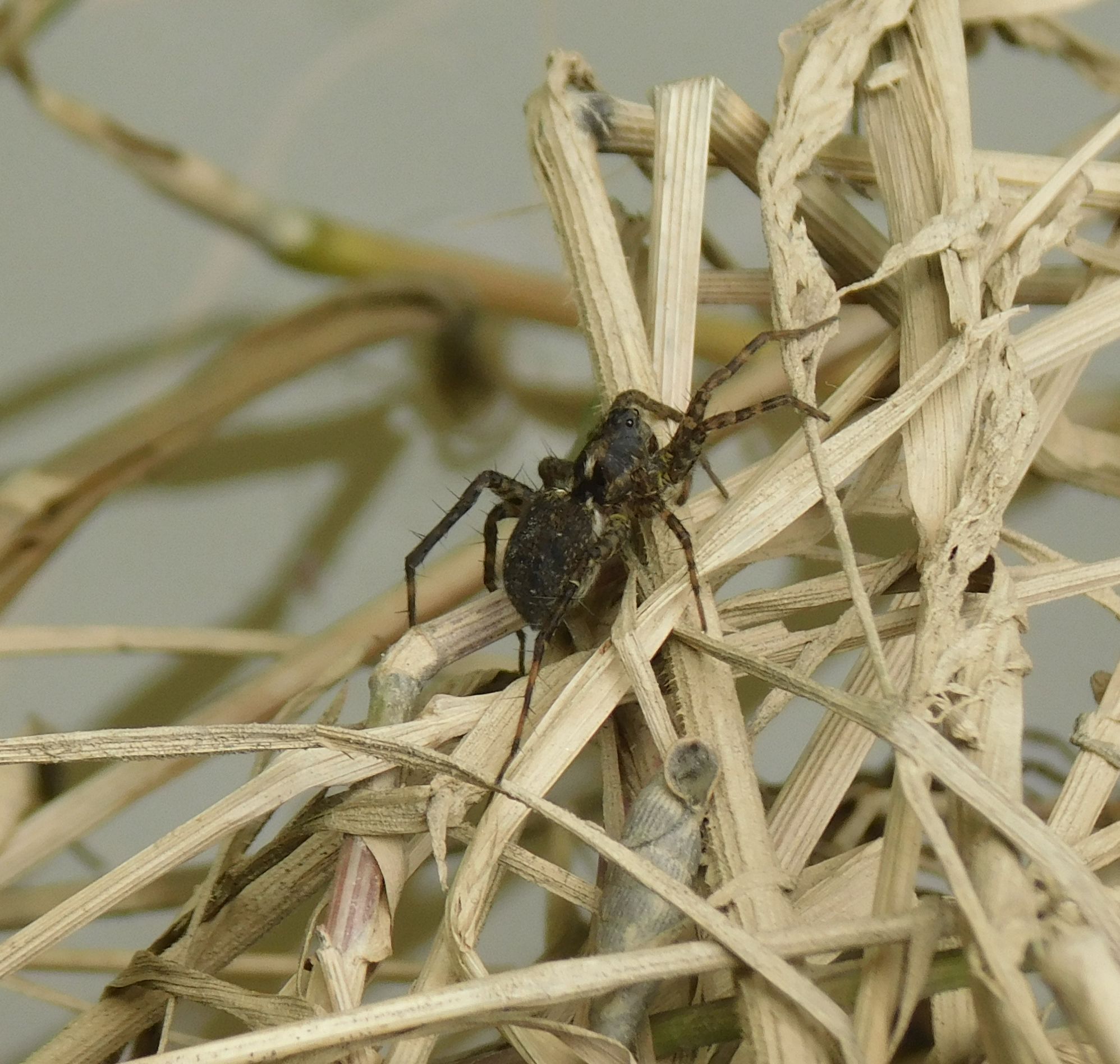 Pardosa